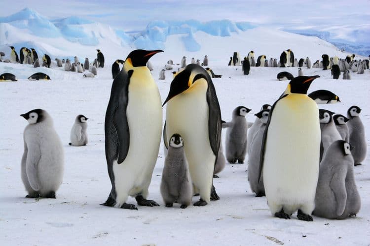 Penguins Can See Ultraviolet Light That's Completely Invisible to Humans